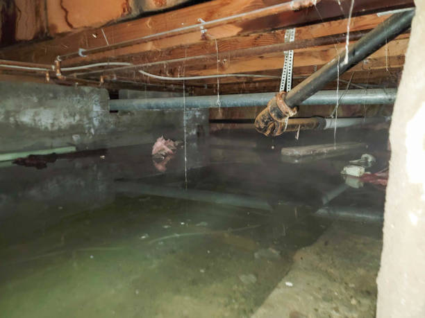 Best Water damage contractors near me  in Tanglewilde, WA