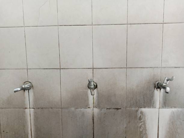 Best Mold removal after water damage  in Tanglewilde, WA